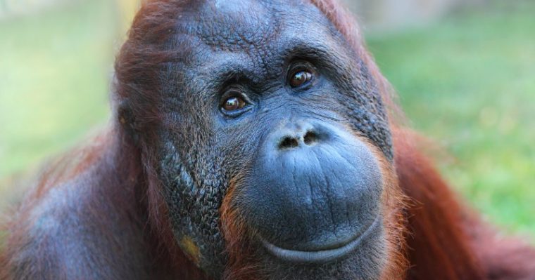 Борнейския орангутан е поставен в застрашения списък на изчезващите животни,