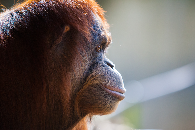Само няколко хиляди суматрански орангутана оцеляват в разпокъсани джобове в