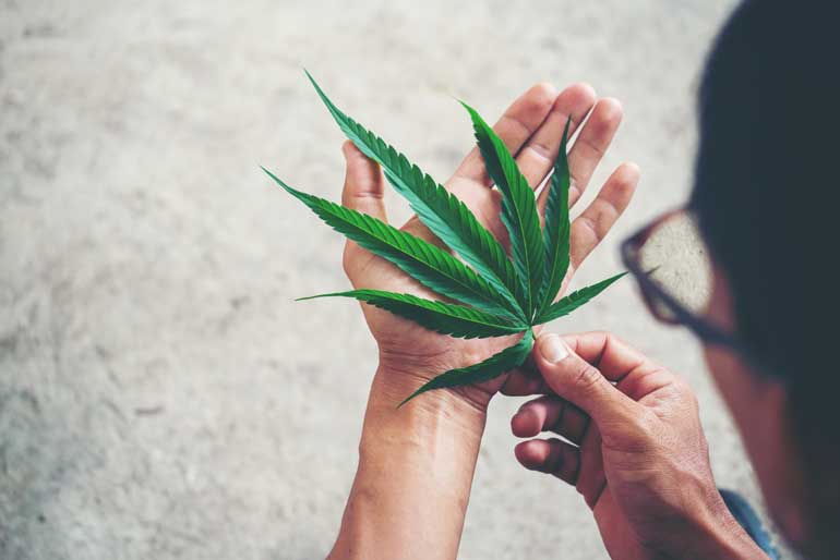 Растението Cannabis sativa произвежда повече от 400 химикала но само