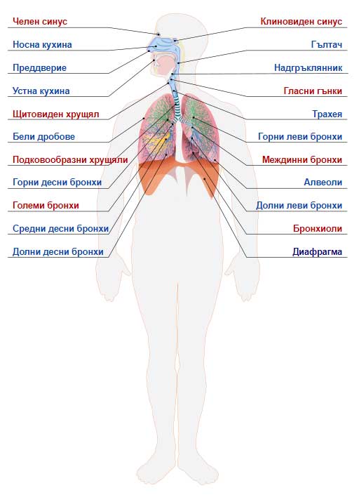 анатомия на човешкото тяло - дихателна система