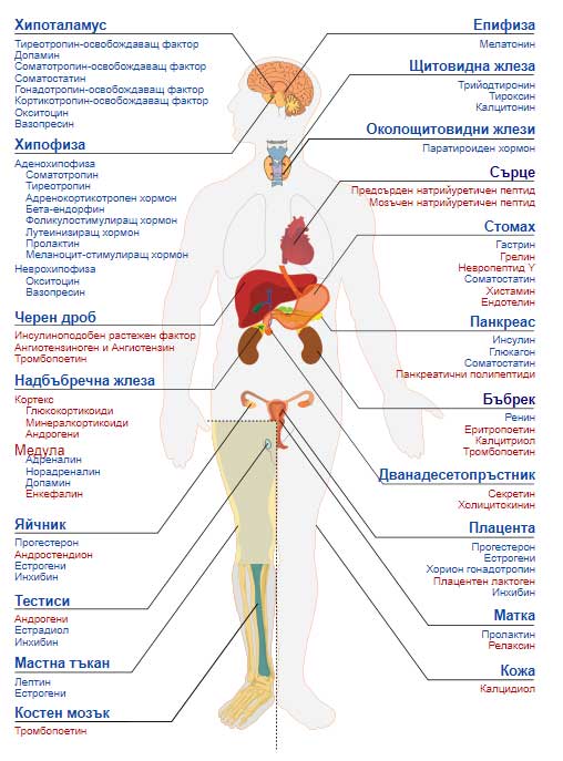 Човешкото тяло - Ендокринна система