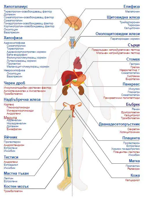 Човешкото тяло - Ендокринна система