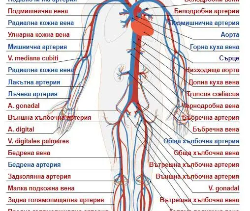 кръвоносна система, сърдечносъдова система
