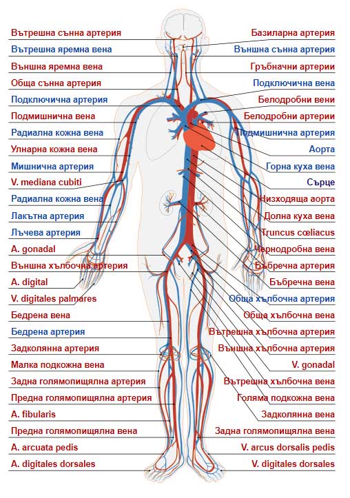 органи в човешкото тяло - кръвоносна система, сърдечносъдова система
