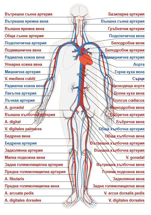 органи в човешкото тяло - кръвоносна система, сърдечносъдова система