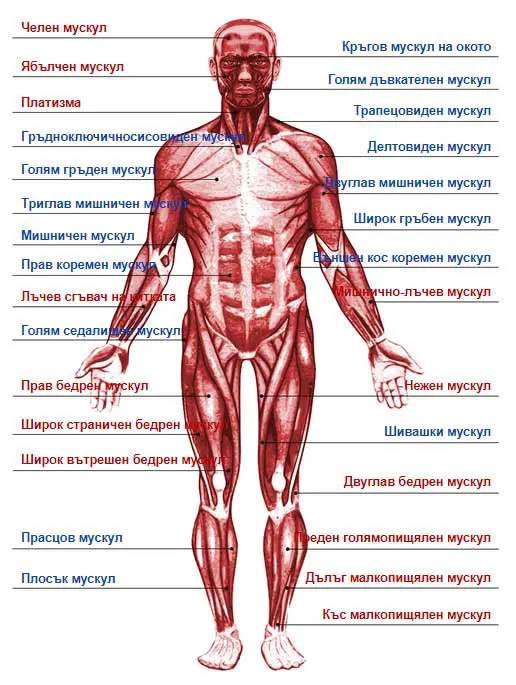 човешкото тяло - мускули на краката, гърба, ръката, бедрото и цялото тяло