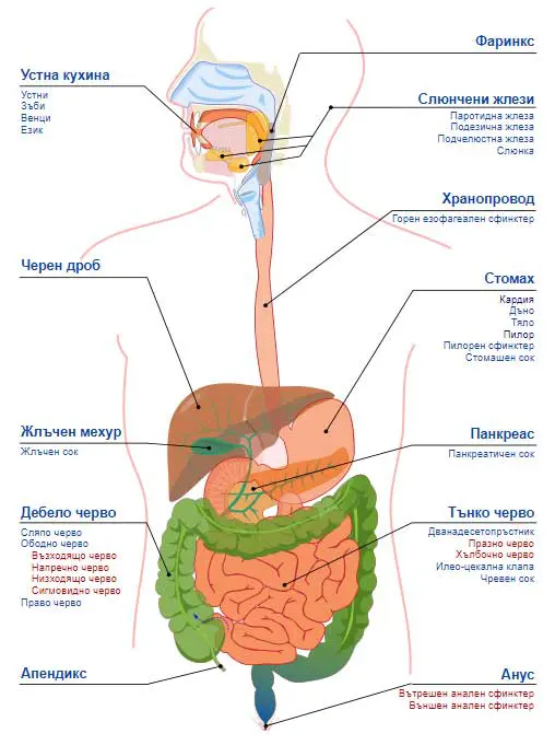 анатомия на човешкото тяло - храносмилателна система