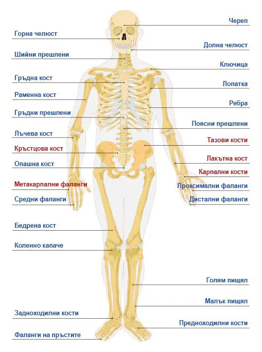 анатомия на човешкото тяло - костна система: ръката, ходилото, черепа и цялото тяло