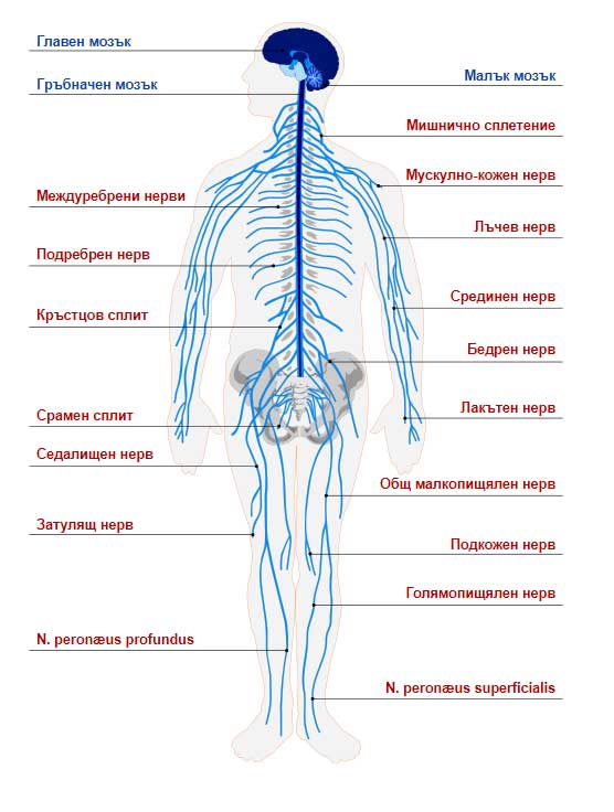 органи в човешкото тяло - нервна система при човека