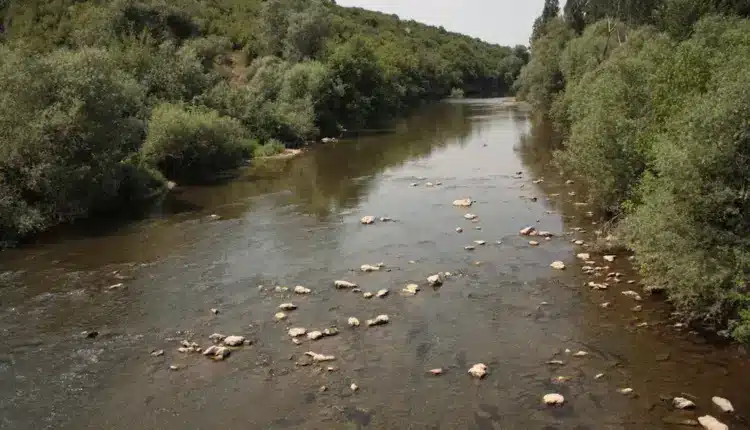 Знаете-ли-коя-е-най-дългата-река-в-България-осъм