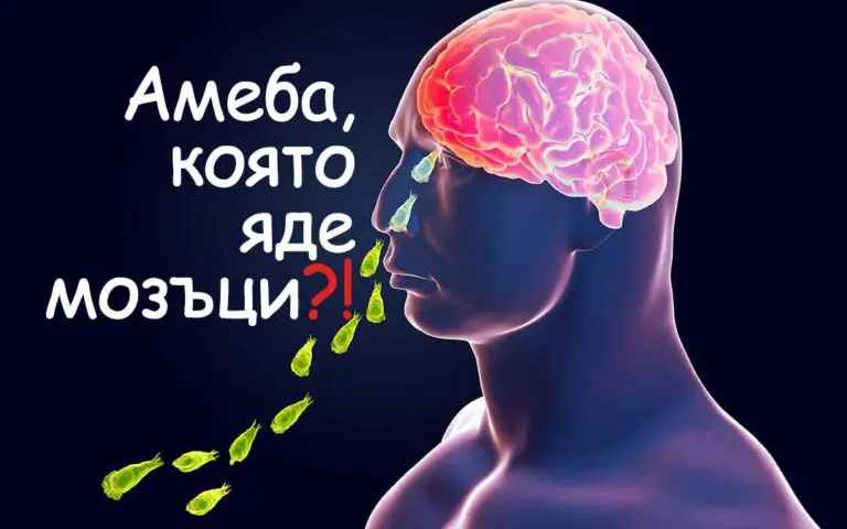 амеба която яде мозъци