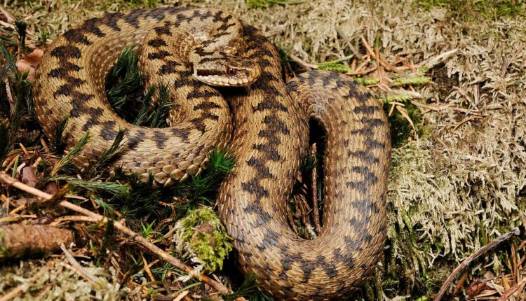 Най отровната змия в Европа
