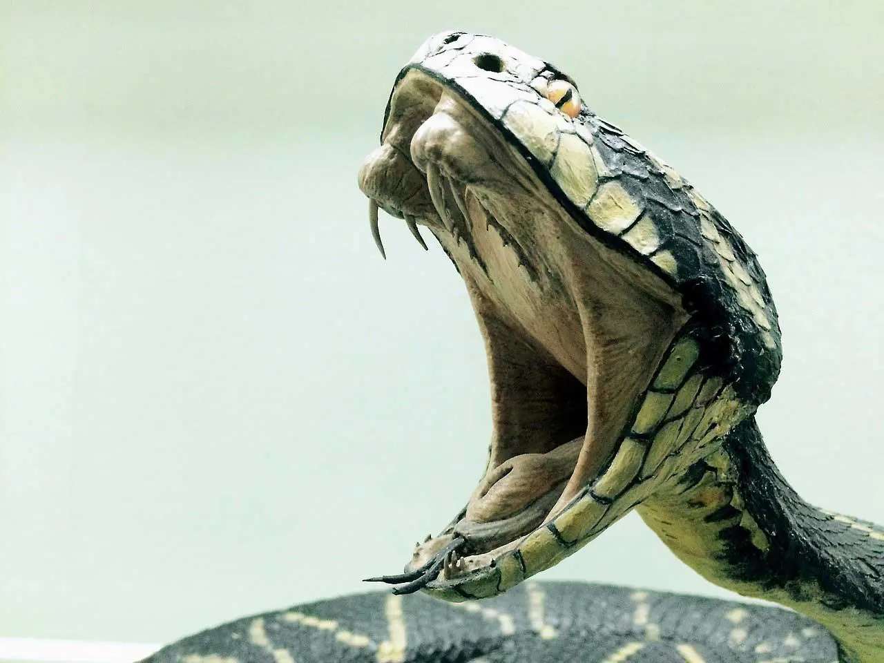 Най-отровната змия в света