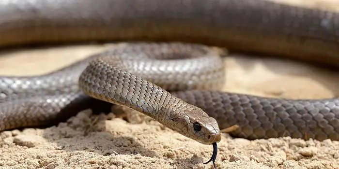кафява змия - втората най-отровната змия в света
