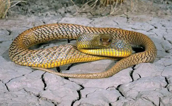 Най-отровната змия в света - континентален тайпан