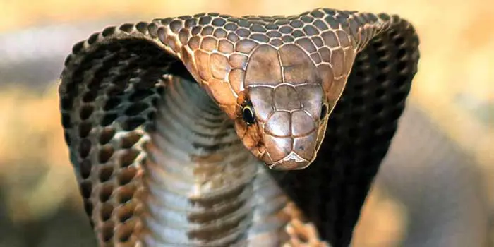 Кралска Кобра - най-голямата отровна змия
