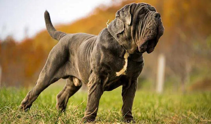 най-голямото куче в света