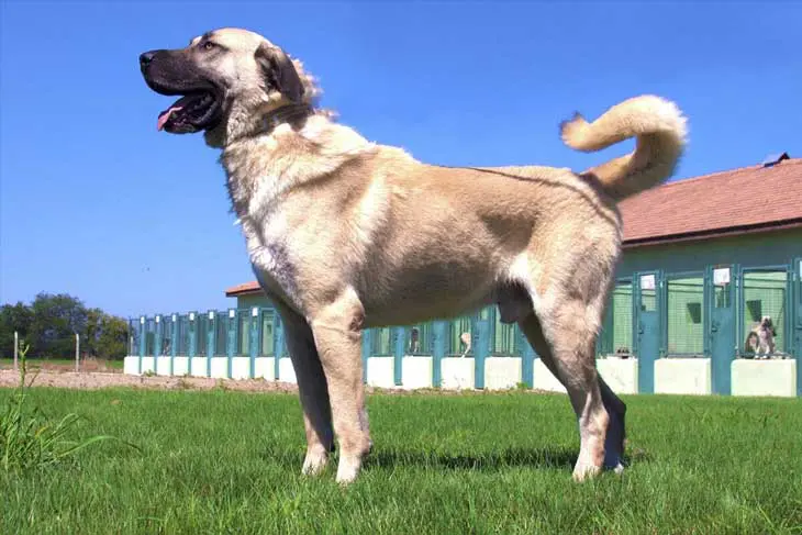 Кангал - най-голямото куче в света