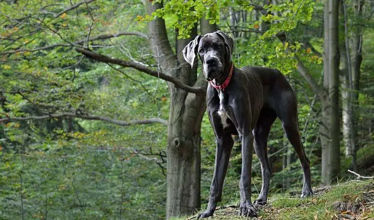 най голямото куче в света