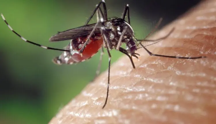 Защо комарите хапят някои хора