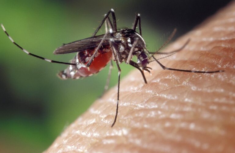 Защо комарите хапят едни хора, а други не