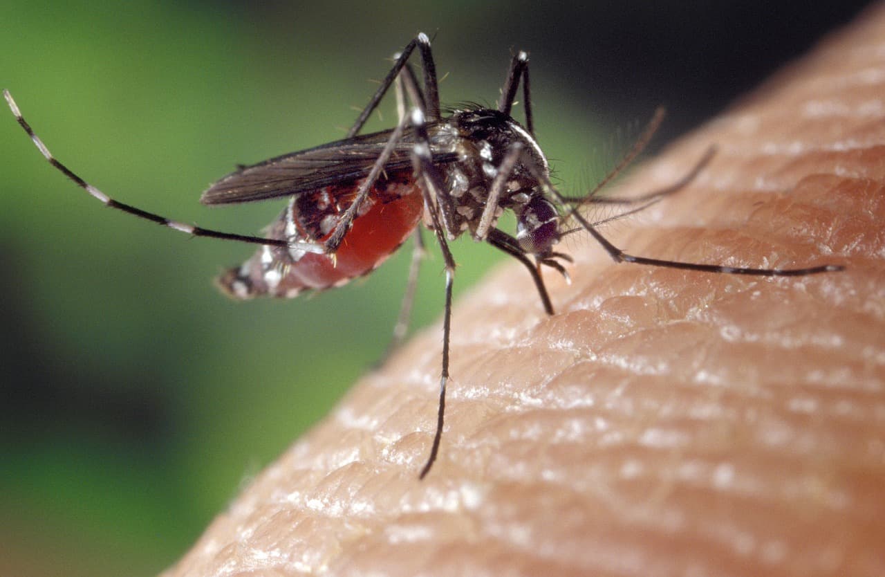 Задавате ли си въпроса защо комарите хапят някои хора повече