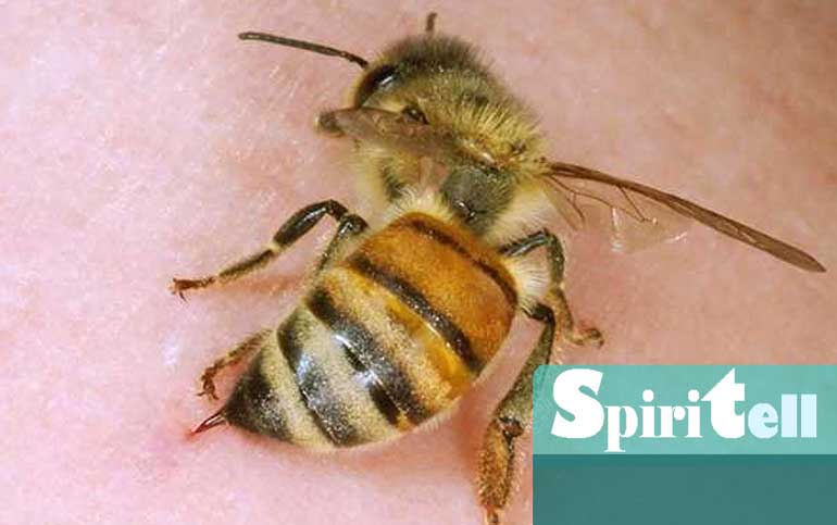 При ужилване от пчела е необходимо да се действа много