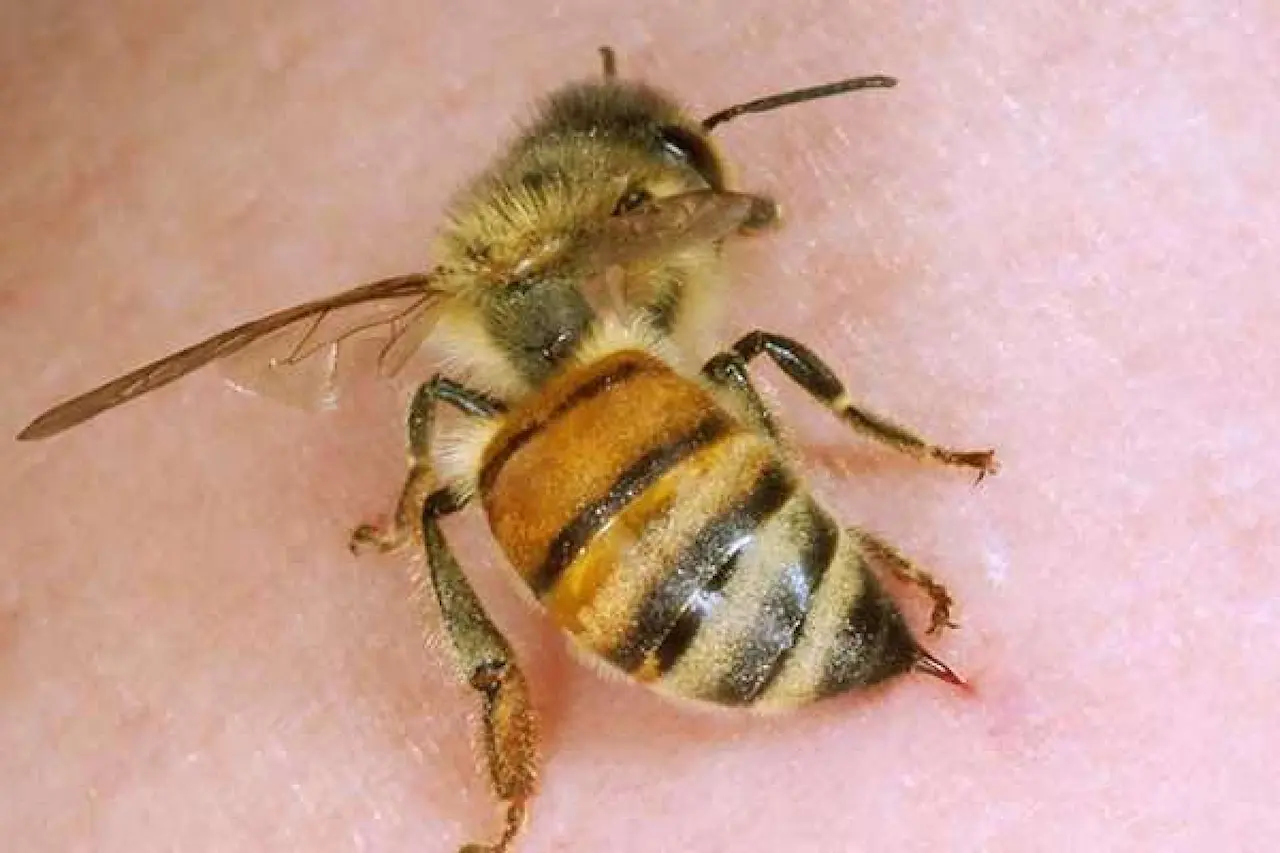 ужилване от пчела