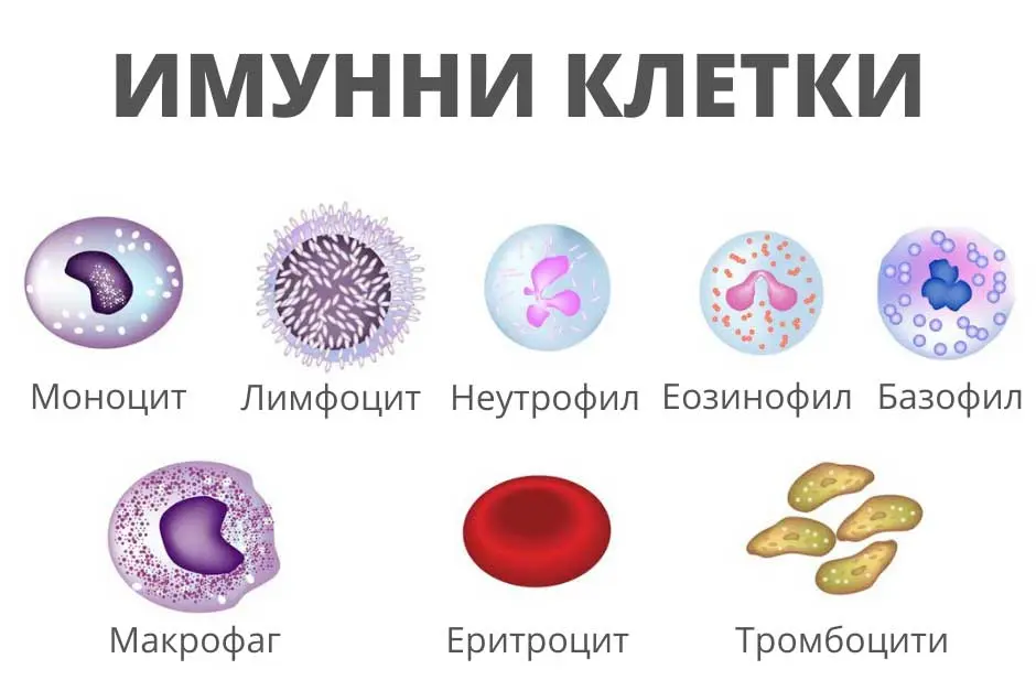 имунни клетки