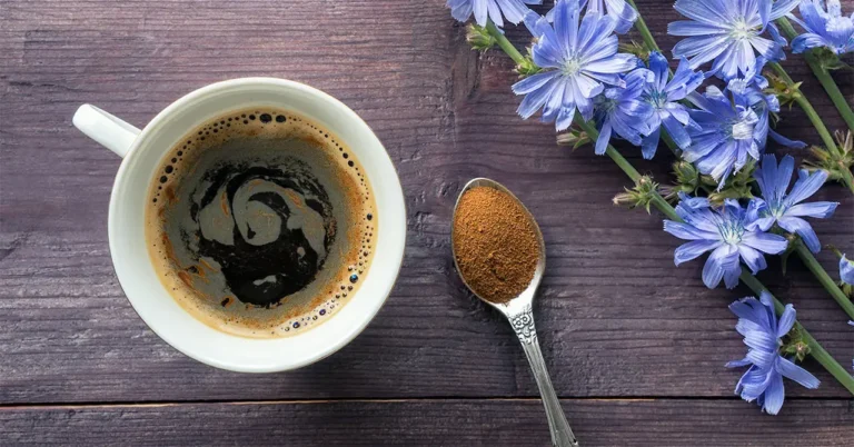 Цикория „Синя жлъчка“: Ползи и вреди, кафе и чай от билката