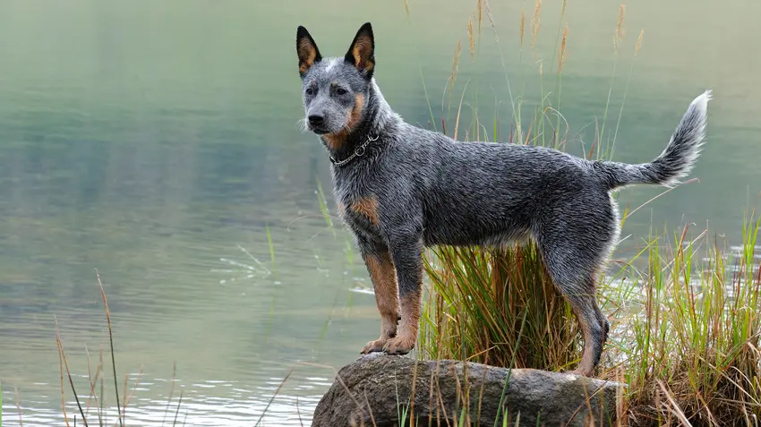 10 най-умни кучета - Австралийско пастирско куче