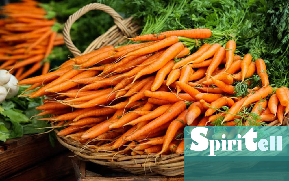 Популярен кореноплоден зеленчук от семейство Apiaceae морковите са невероятни Може