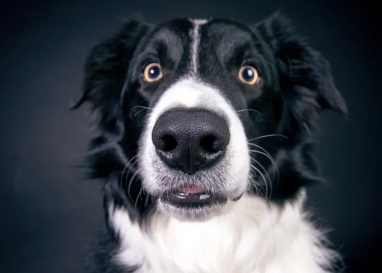 11 от най-умните кучета в света