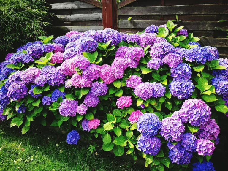 Хортензии: най-добрите сортове за терасата или градината. Как да се грижите за тях?