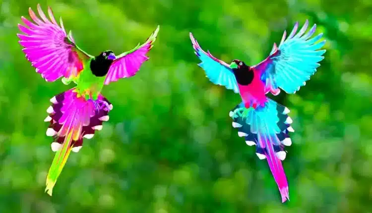 10 от най-цветните птици в света