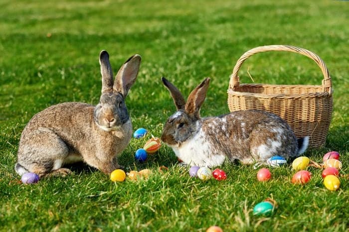 Получаване на доставка от Великденския заек