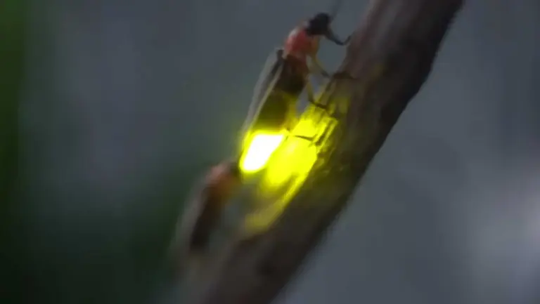 Удивителният синхронизиран феномен на светулките: Магическото светлинно шоу на природата