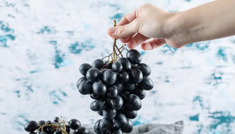 Може ли ежедневната консумация на грозде да увеличи някои чревни бактерии