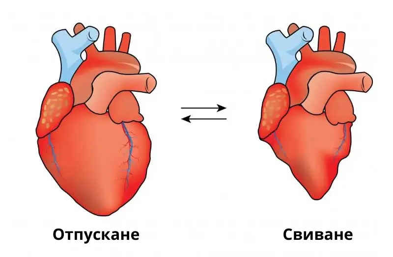 Диастолата е, когато сърдечният мускул се отпуска, а систолата е, когато сърдечният мускул се свива.