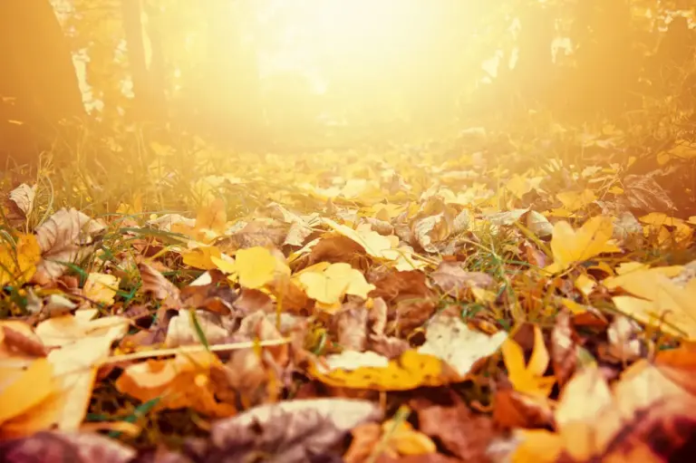 От какво се нуждае вашата зодия през есента? Любов, чистене или може би танци…