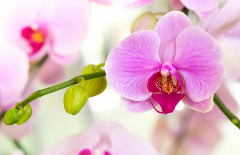 Грижи за орхидеята – как да имаме красиви и цъфтящи орхидеи