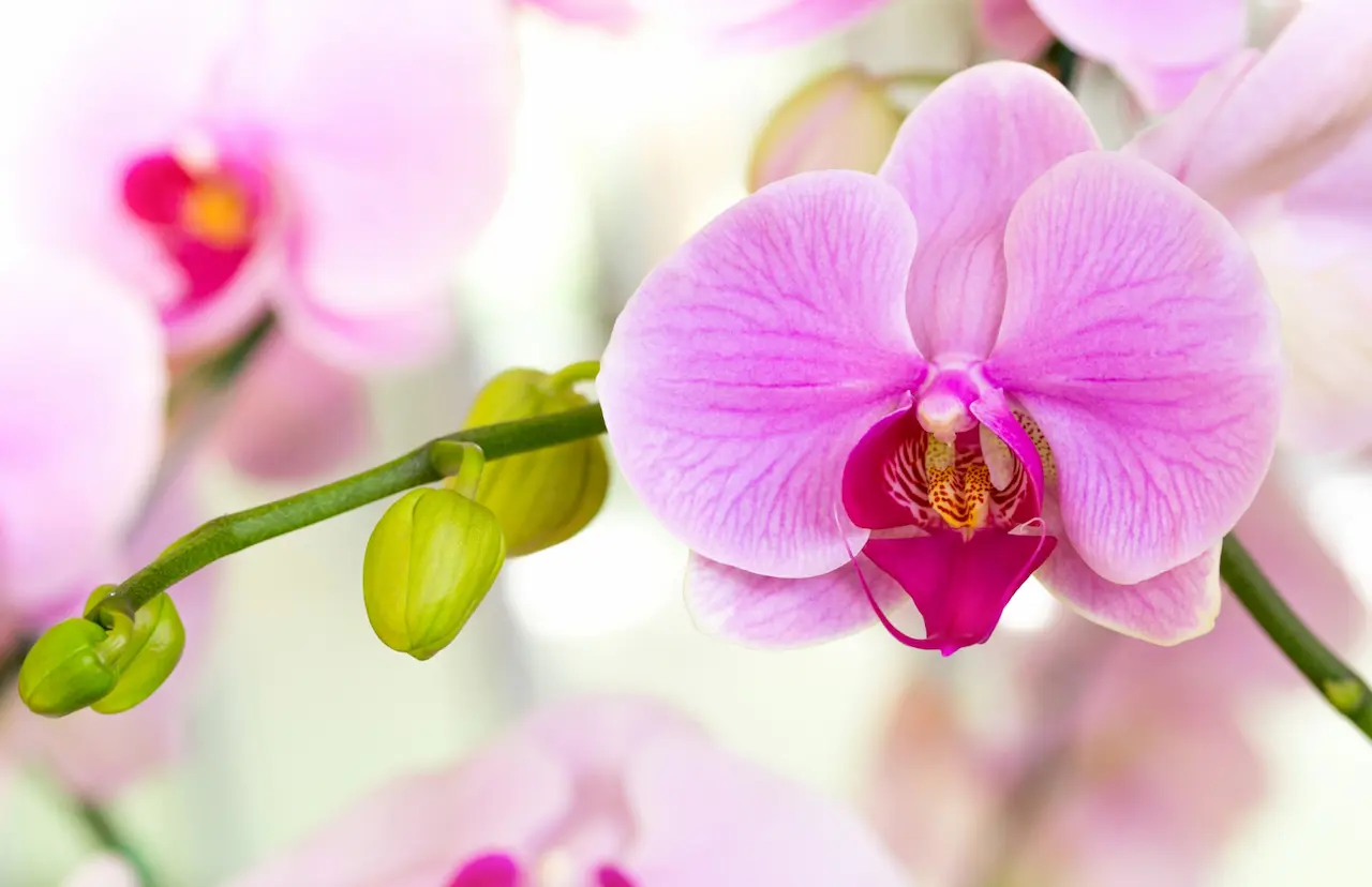 Грижи-за-орхидеята-как-да-имаме-красиви-и-цъфтящи-орхидеи
