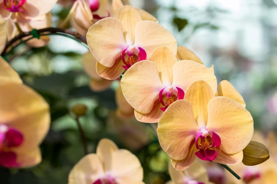 жълта-орхидея-phalaenopsis