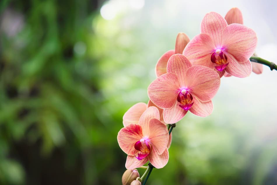 светло-оранжева-орхидея