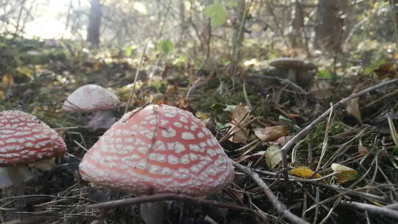 Червената мухоморка (Amanita muscaria)